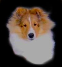 A Typical Starswept ® Sheltie Puppy ©